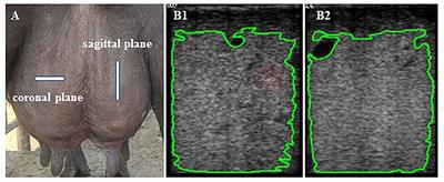 Relationship Between Somatic Cell Counts and Mammary Gland Parenchyma Ultrasonography in Buffaloes